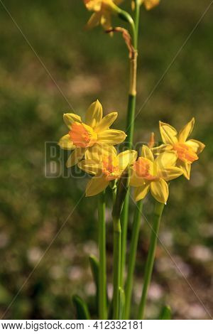 Small Yellow Daffodil Flowers Cyclamineus Daffodils Bloom In A Garden In Florida In Spring.