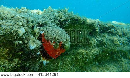 European Thorny Oyster (spondylus Gaederopus) Coveded By Oyster Sponge Or Orange-red Encrusting Spon