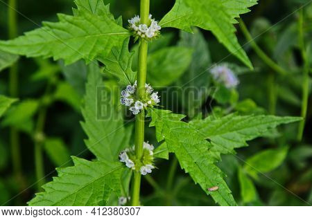 Flowers Of A Gypsywort Plant (lycopus Europaeus)