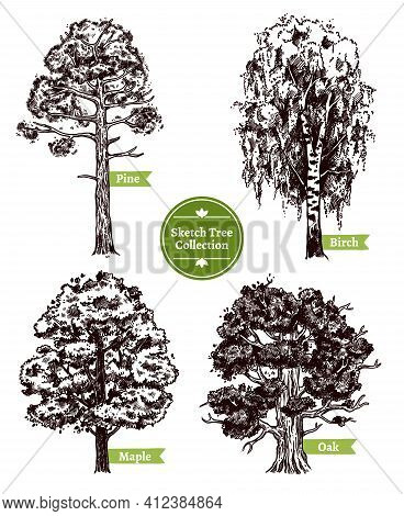 Four Various Deciduous Sketch Trees Set With Pine Maple Birch And Oak Isolated On White Background D
