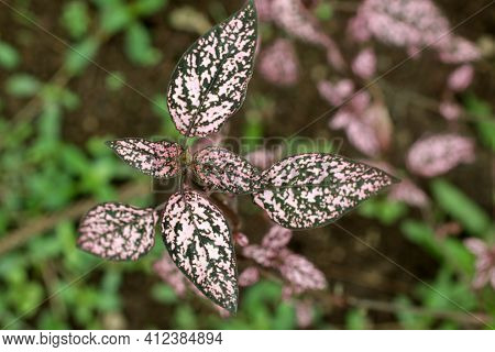 The Polka Dot Plant. Pink And Green Leaves Plant Growth. Top View.
