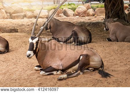 Gemsbok With Orange Sand. Gemsbok, Oryx Gazella, Large Antelope In Nature Habitat, Sossusvlei, Namib
