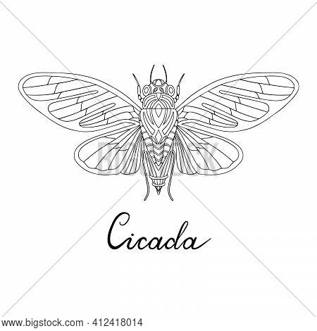 Vector Image Of Singing Cicada Drawn By Hand. Stylized Insect. Vector Illustration Of Hand Drawn Cic