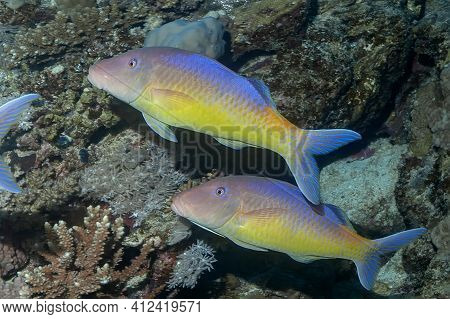 Two Bright Goatfish Float Above The Coral. The Upper Half Of The Fish's Body Is Blue, The Lower Half