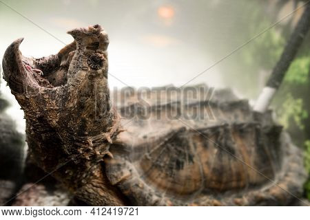 Alligator Snapping Turtle With Wide Open Mouth Underwater. Snapping Turtle In The Aquarium. Tyrarium