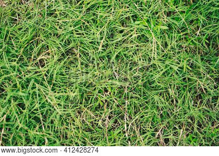 Abstract Natural Background. Collection With Different Colour Tones Of Green Grass, Copy Space. Summ