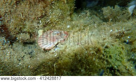 Seashell Of Mediterranean Scallop (pecten Jacobaeus) On Sea Bottom, Aegean Sea, Greece, Halkidiki