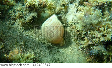 Marine Gastropod Mollusc Giant Tun (tonna Galea) Undersea, Aegean Sea, Greece, Halkidiki