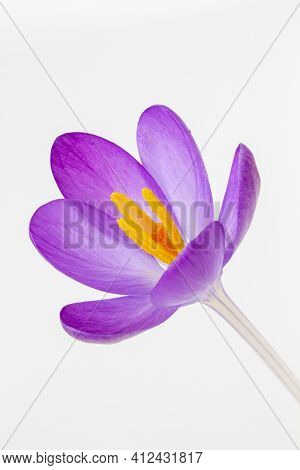 Closeup Image Of A Crocus Tommasinianus Against A White Background