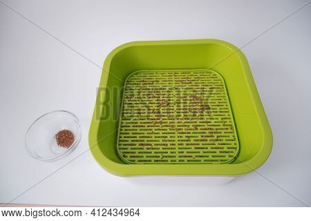 In The Photo, The Sprouter Is Green With Seeds And Water. The Process Of Growing Fresh Micro-greens 