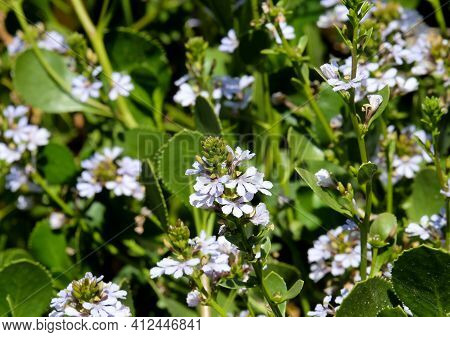 Scaevola (latin Scaevola) Ornamental Shrub Blooming With Blue Flowers