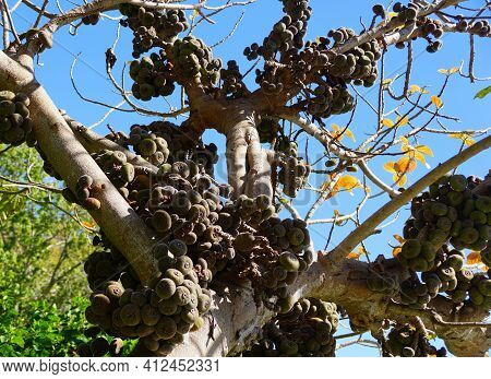 The Cluster Of Roxburgh Fig Fruits On The Tree
