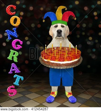 A Dog Labrador Clown In A Jester Hat Is Holding A Holiday Raspberry Cake With Burning Candles. Congr