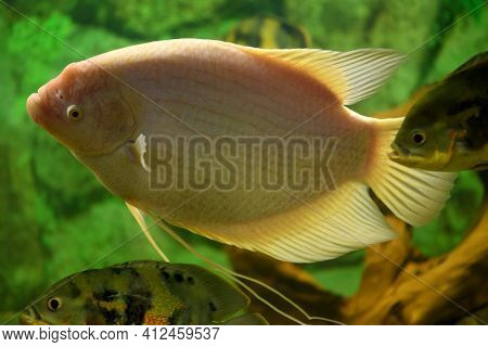 A Giant Gourami Fish Swims In An Aquarium On A Green Background (osphronemus Goramy)