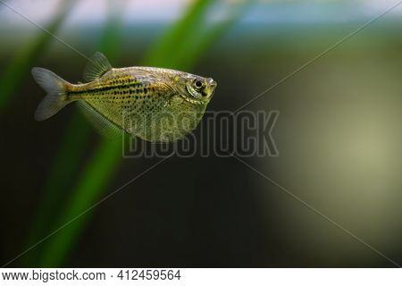Gasteropelecus Sternicla. Sternickle's Wedge-bellied Fishbowl Swimming In An Aquarium. Fish Hatchet,