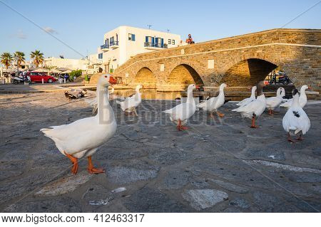 Paros, Greece - September 27, 2020: A Gaggle Of White Geese On The Street In Naoussa On Paros Island