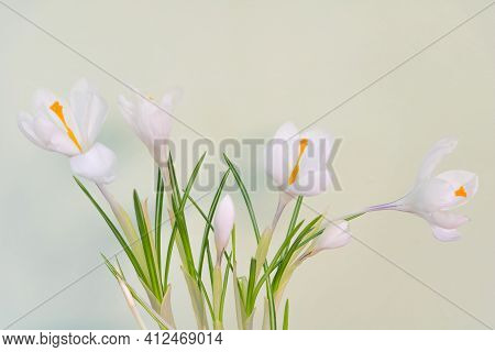 White Crocus Flower In The Pot Indoor - Close Up