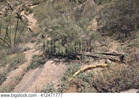 Arizona Desert Landscape