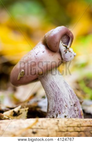 Dřevo Blewit. Dvojčata.