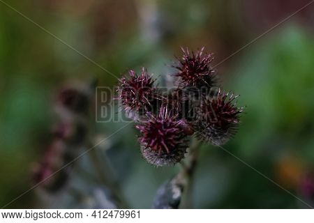 Defocus Group Globe Burgundy Thistle Flowers Grass Wild On Green Background. Globe-thistle Flower Co