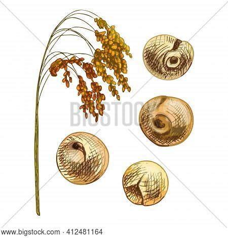 Ears With Grain Of Proso Millet. Vector Color Vintage Hand Drawn Hatching Illustration Isolated On A