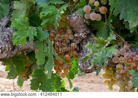 Ripe White Wine Grapes Using For Making Rose Or White Wine Ready To Harvest On Vineyards In Cotes  D