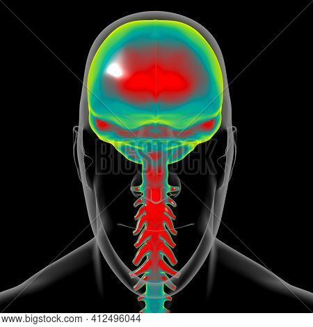 Dura Mater Anatomy For Medical Concept 3d Illustration