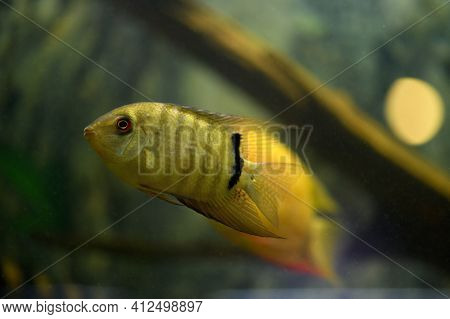 Fish Severum Cichlid Swims In The Aquarium. Heros Efasciatus