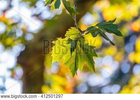 Green Leaves Of Pltatanus Oreintalis Tree In Sunset Light. Platanus Orientalis, The Old World Sycamo