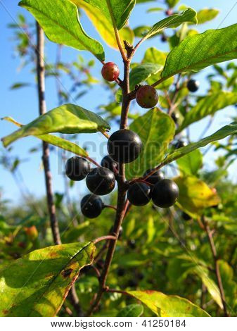 branch with the ripe wolf berries