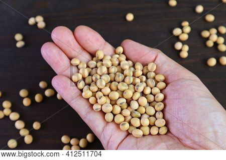 Closeup Dried Soybeans In Man's Hand, Helthy Eating