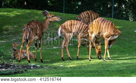 The Nyala, Tragelaphus Angasii Is A Spiral-horned Antelope Native To Southern Africa. It Is A Specie