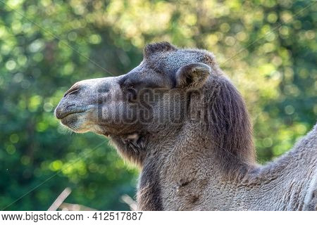 The Bactrian Camels, Camelus Bactrianus Is A Large, Even-toed Ungulate Native To The Steppes Of Cent