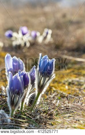 Pasque flower, National park Podyji, Southern Moravia, Czech Republic