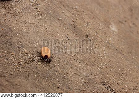 Ixodes Persulcatus. The Tick Is A Carrier Of Infections Encephalitis, Borreliosis, Lyme. Top View, C
