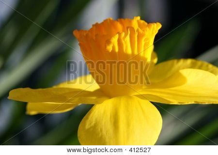 ดอก daffodil #2