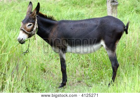 Æsel