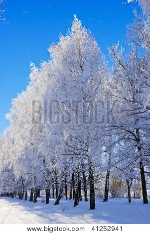 Birke, BÃ¤ume, BÃ¼sche, Zweige, in den weiÃŸen Schnee bedeckt mit Raureif auf dem Hintergrund des blauen Himmels