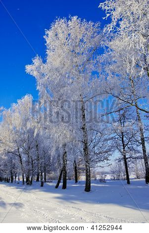Birke Bäume, Büsche, Zweige, in den weißen Schnee bedeckt mit Raureif, auf The Background Of The Blue Sky