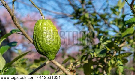 Green Citrus Bergamia Fruit Plant In A Garden.