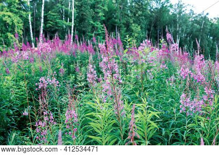 Field Of Blooming Sally Flowers Or Ivan Tea, Wild Medicinal Herbal Tea Of Willow Plant Or Epilobium