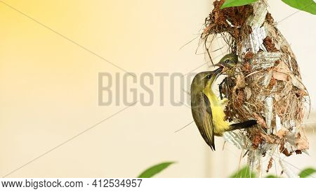 Sunbird And Baby Bird In A Nest At Thailand. Olive-backed Sunbird, Yellow-bellied Sunbird, Cinnyris 