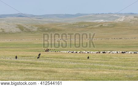 Baruuntunuun, Mongolia - August 8, 2019: Nomadic Life On The Steppe Of Mongolia With Herd Of Goats, 