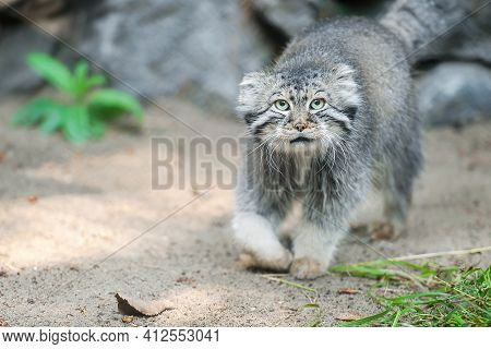 Pallas's Cat (otocolobus Manul). Manul Is Living In The Grasslands And Montane Steppes Of Central As