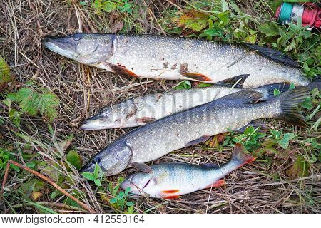 A Few Pike On The Dry Grass