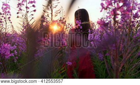 View Back Of Young Brunette Woman Walks Along Pink Field Among Florets Of Willow Tea, She Touch Flow