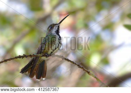 A Black-throated Mango, Anthracothorax Nigricollis, Cleaning Beak