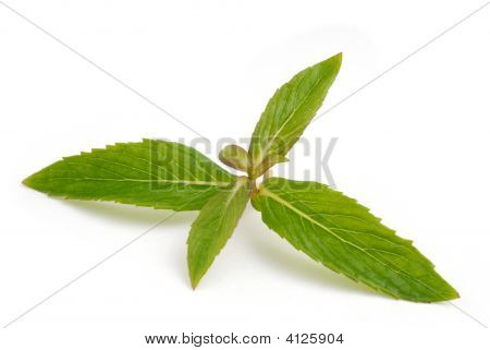Menthe