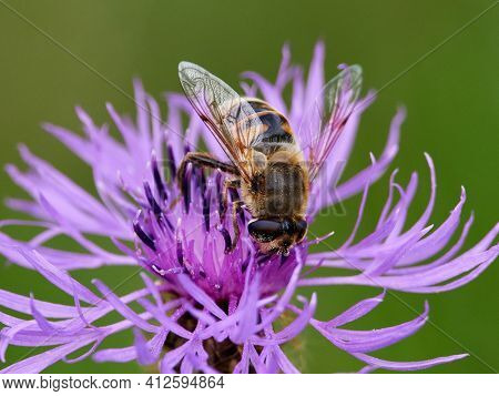 European species of hoverfly (epistrophe eligans) on purple flower