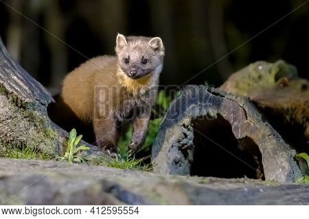 Pine Marten (martes Martes) On Trunk In Dark Circumstances In A Forest At Night. Wildlife Scene Of N